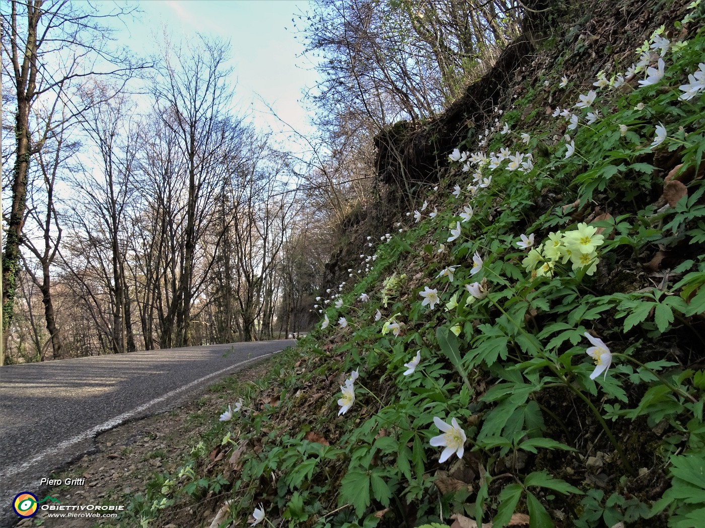 32 Anemoides nemorosa (Anemone dei boschi).JPG